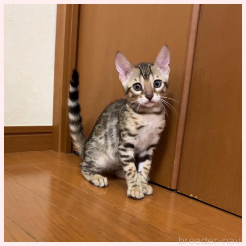 販売中の群馬県のベンガル-124774