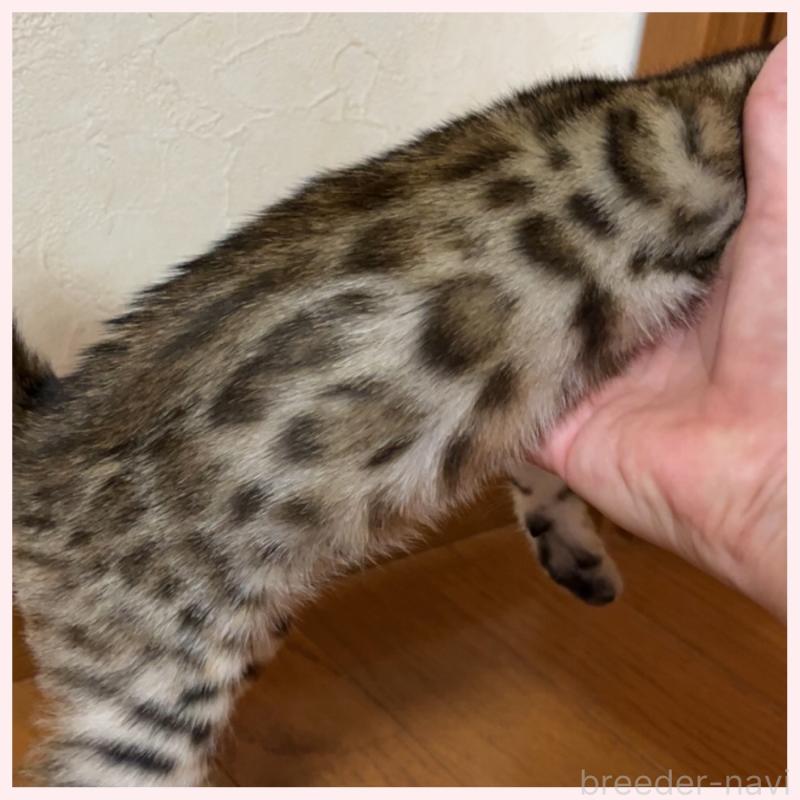 商談中の群馬県のベンガル-124774の4枚目