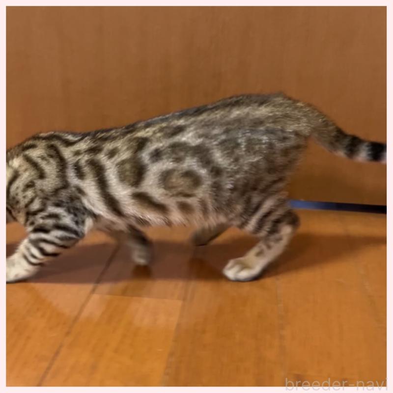 商談中の群馬県のベンガル-124774の3枚目