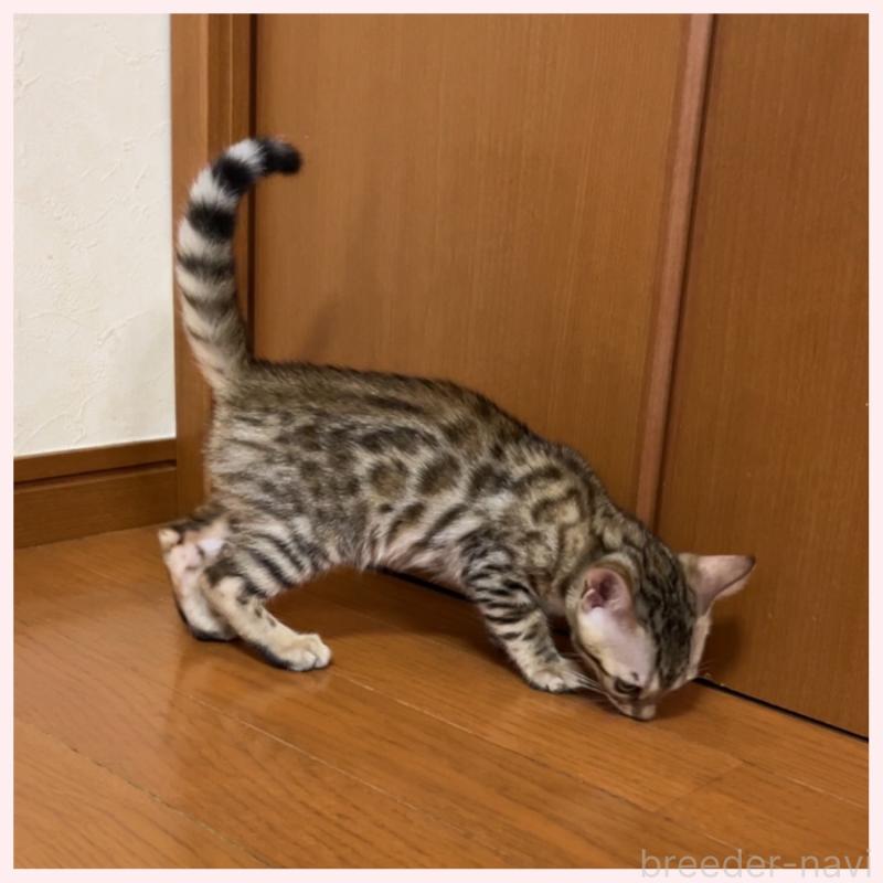 商談中の群馬県のベンガル-124774の2枚目