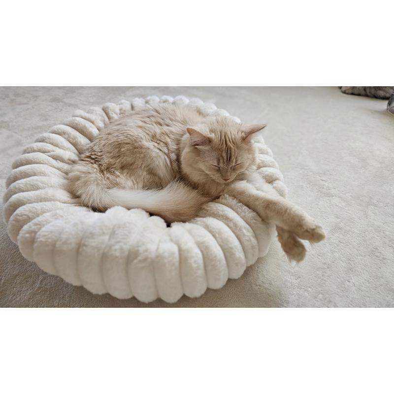ラテちゃん1枚目