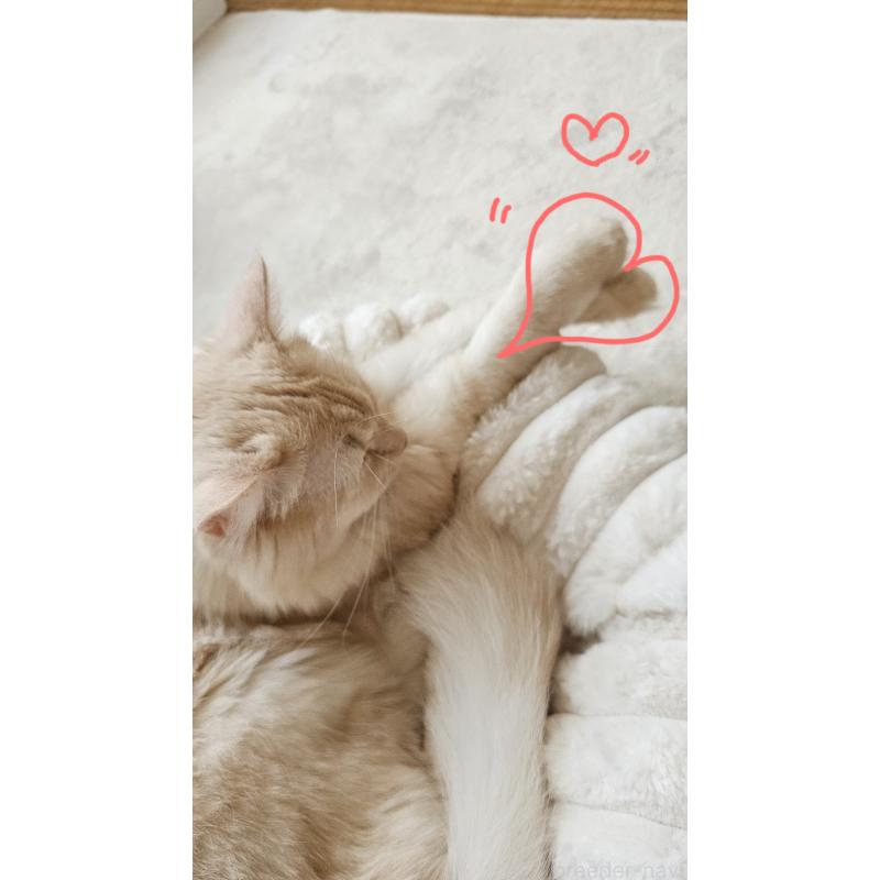 ラテちゃん1枚目