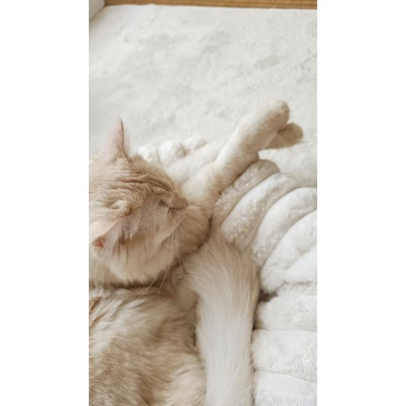 ラテちゃん1枚目