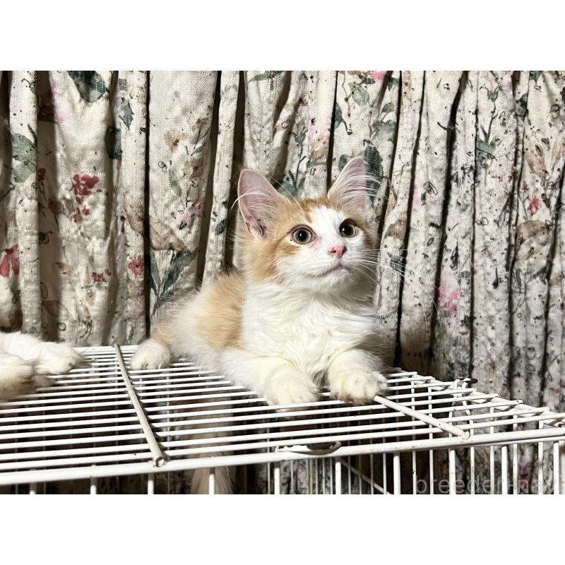 販売中の山口県のノルウェージャンフォレストキャット-116187の2枚目