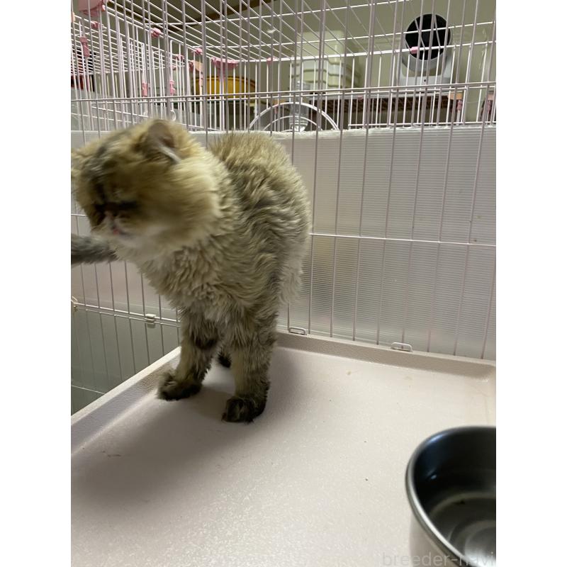 販売中の福岡県のペルシャ-126416の2枚目