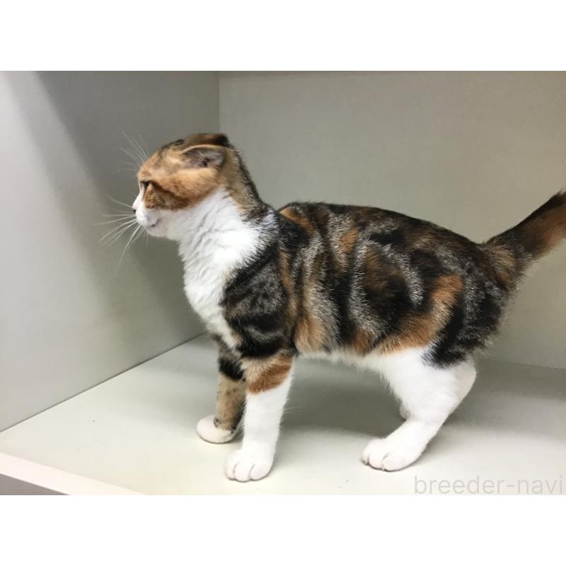 販売中の山形県のスコティッシュフォールド(折れ耳)-118606の4枚目