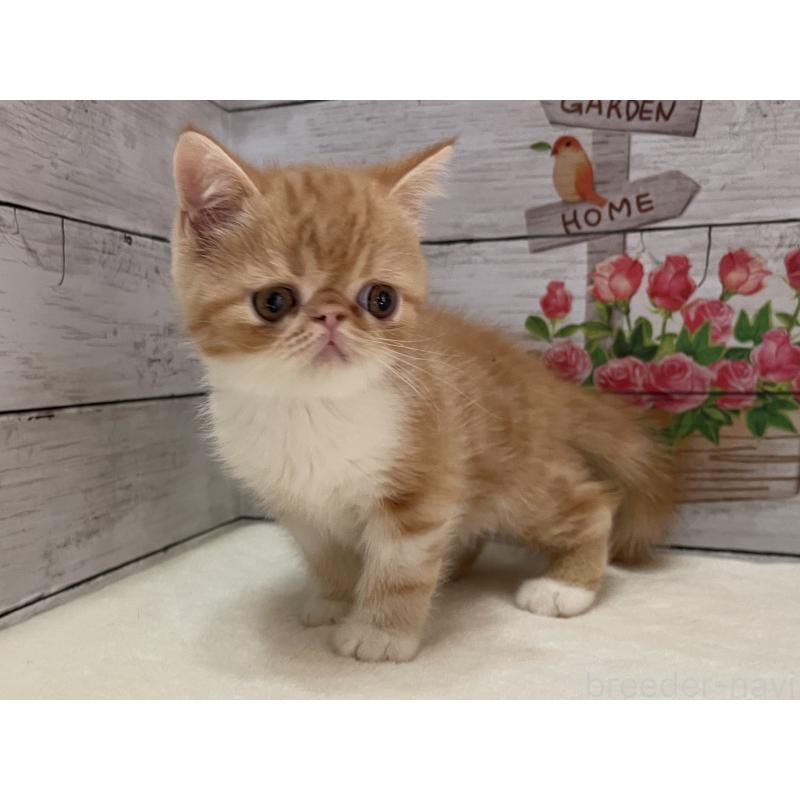 成約済の山梨県のエキゾチックショートヘア-124823の14枚目