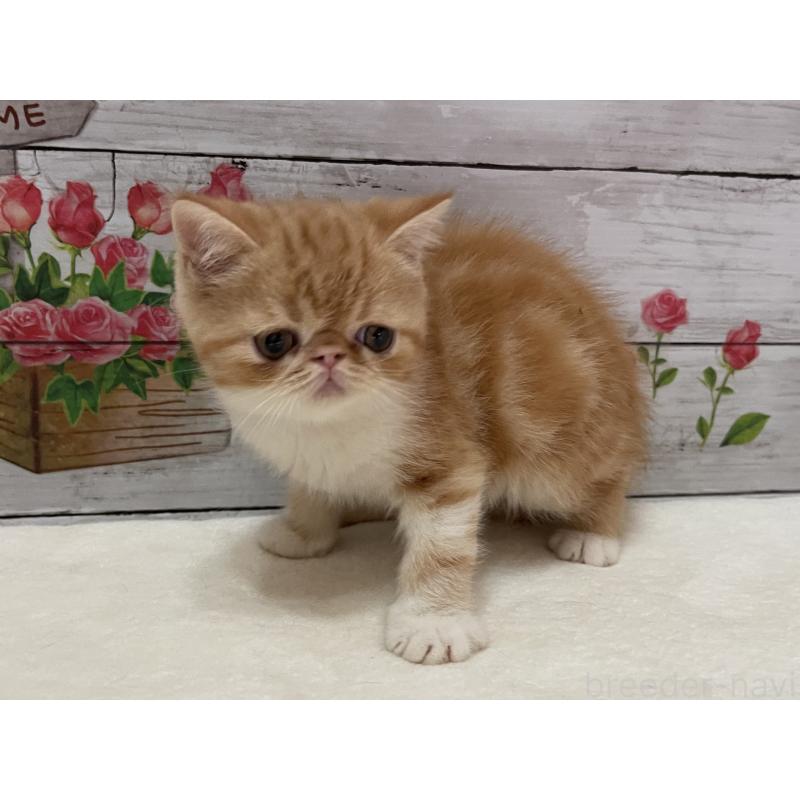 成約済の山梨県のエキゾチックショートヘア-124823の11枚目