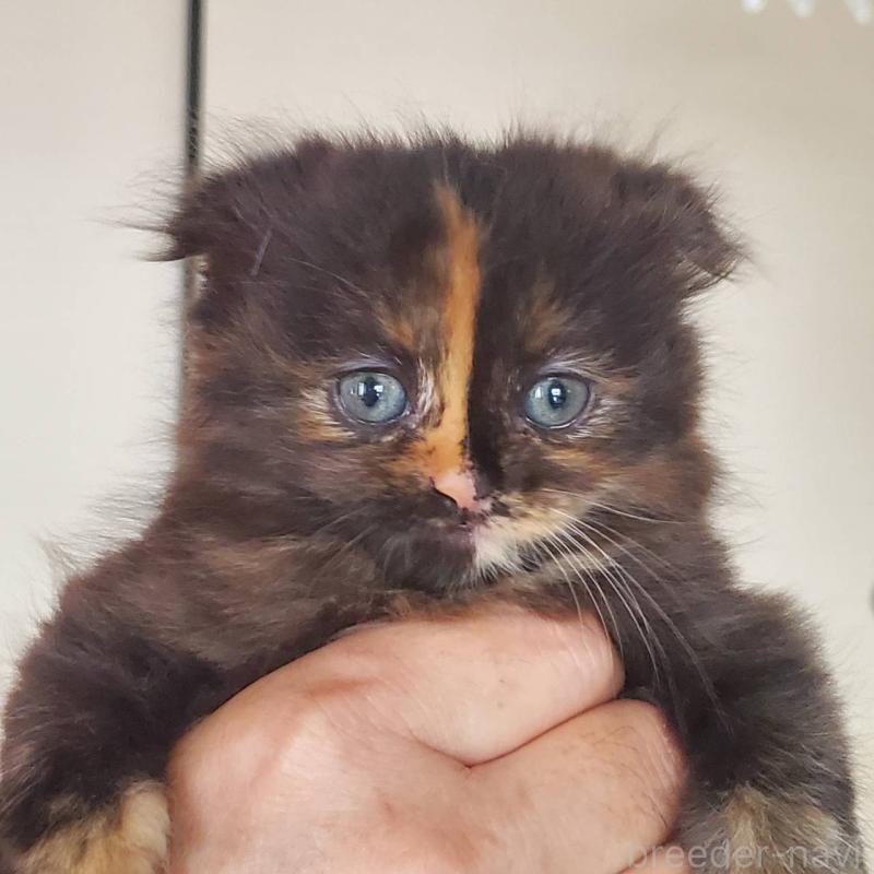 販売中の愛知県のスコティッシュフォールド(折れ耳)-125889