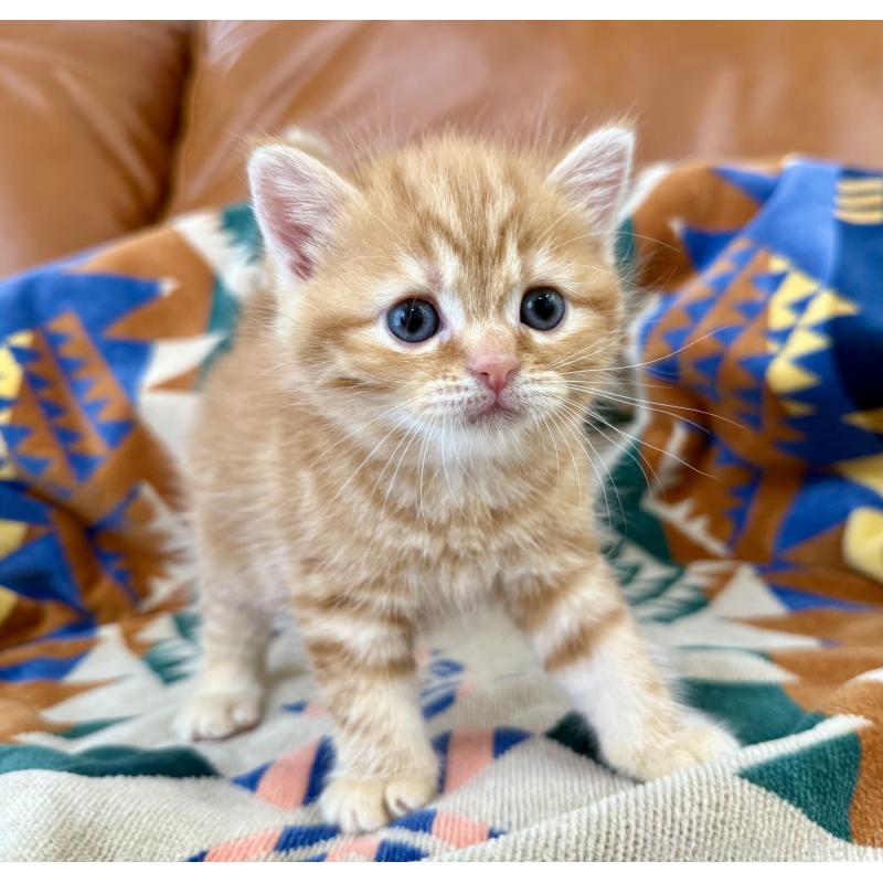 成約済の神奈川県のマンチカン-125737の8枚目