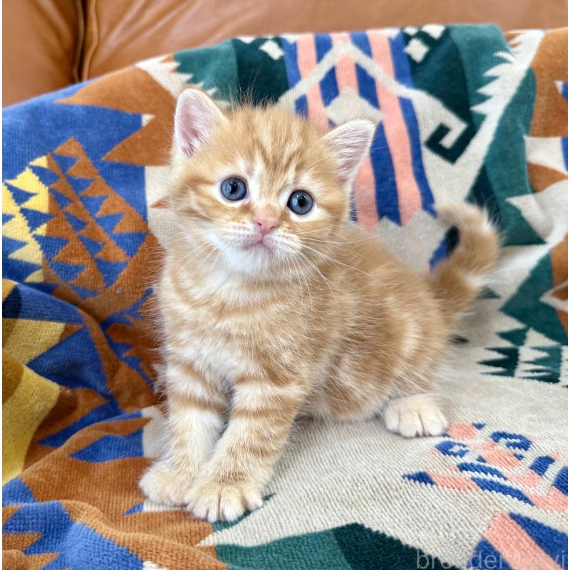 成約済の神奈川県のマンチカン-125737の6枚目