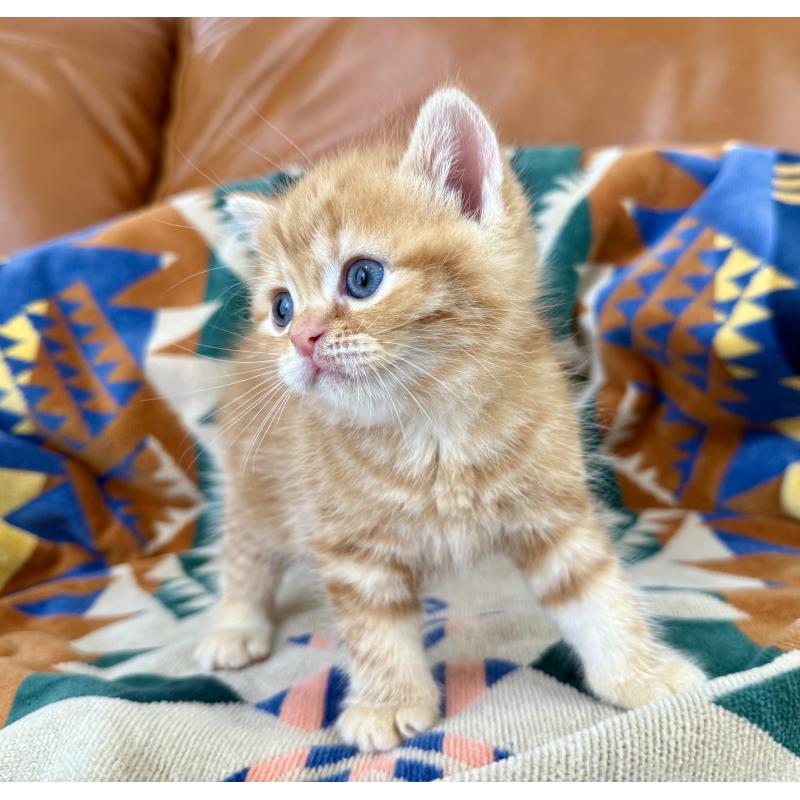 成約済の神奈川県のマンチカン-125737の5枚目