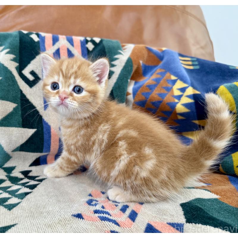 成約済の神奈川県のマンチカン-125737の4枚目