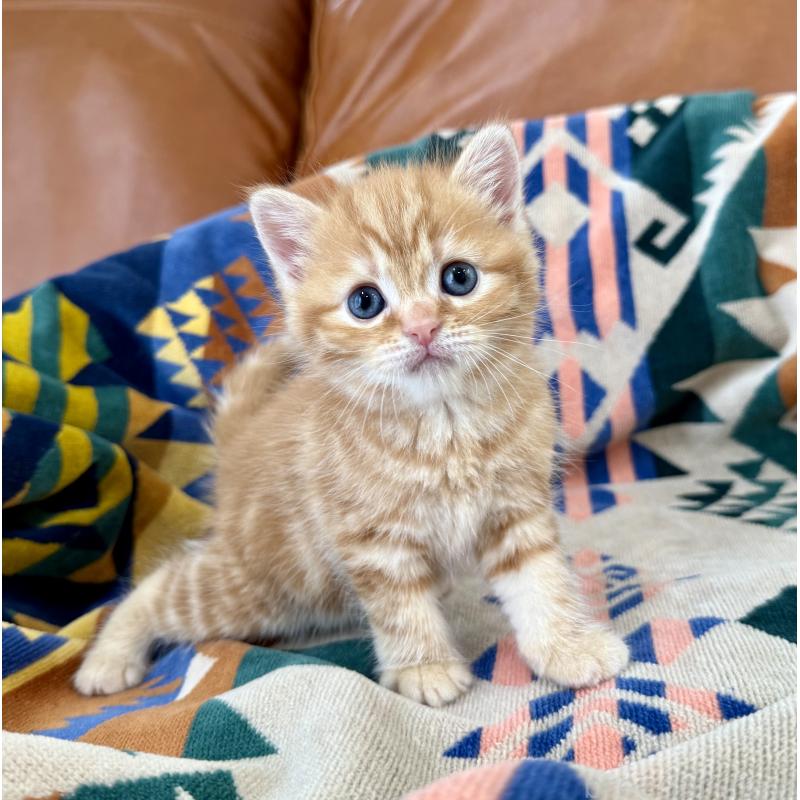 成約済の神奈川県のマンチカン-125737の3枚目