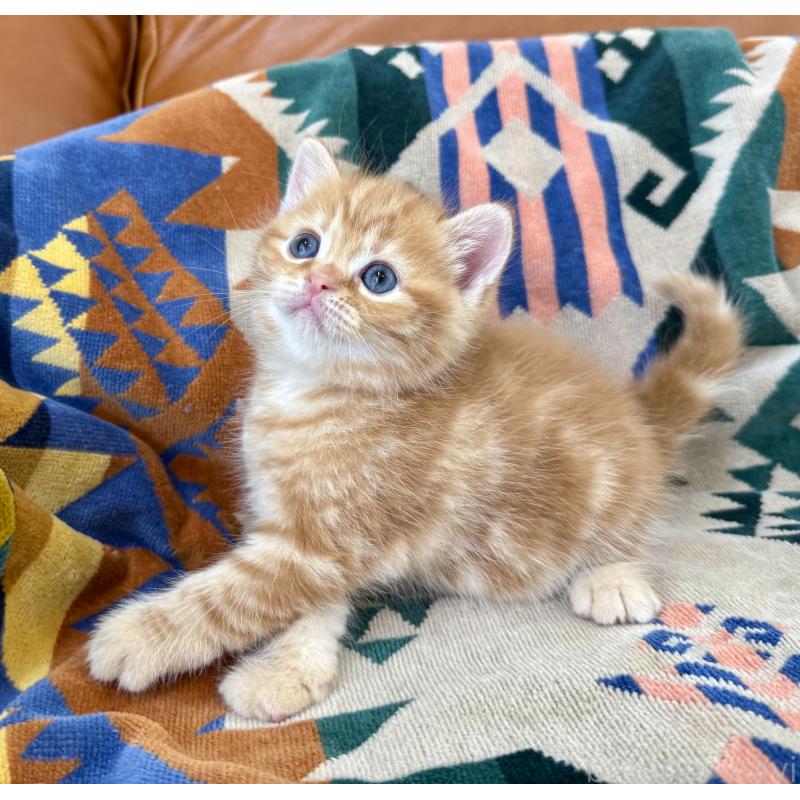 成約済の神奈川県のマンチカン-125737の2枚目