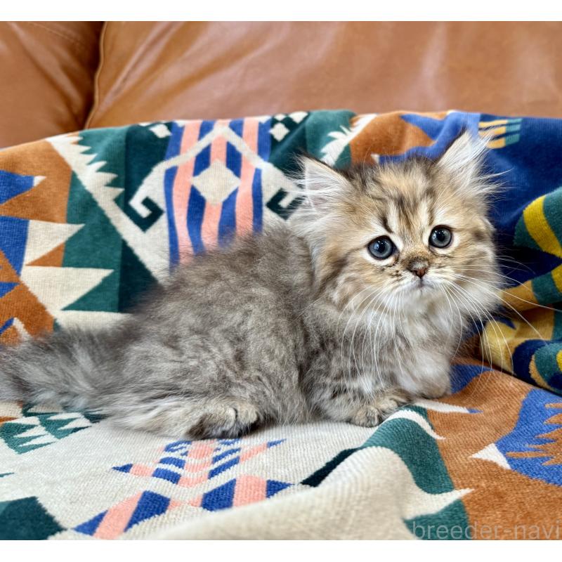 成約済の神奈川県のミヌエット-123912の9枚目