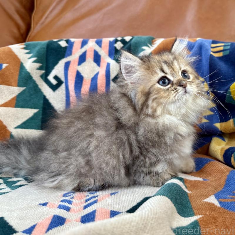 成約済の神奈川県のミヌエット-123912の8枚目