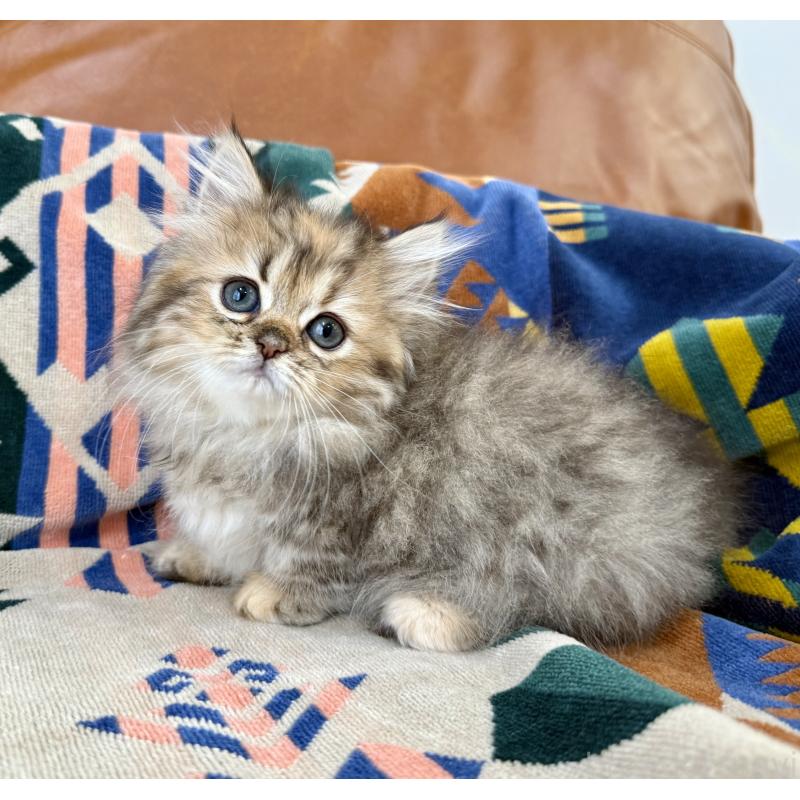 成約済の神奈川県のミヌエット-123912の7枚目