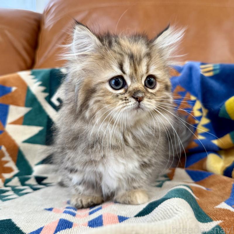 成約済の神奈川県のミヌエット-123912の6枚目