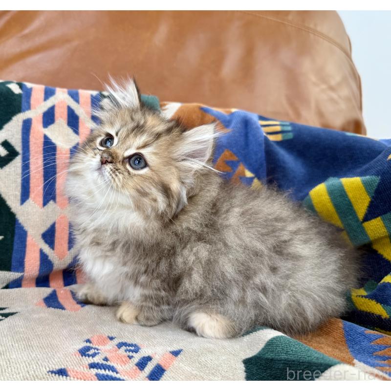 成約済の神奈川県のミヌエット-123912の5枚目