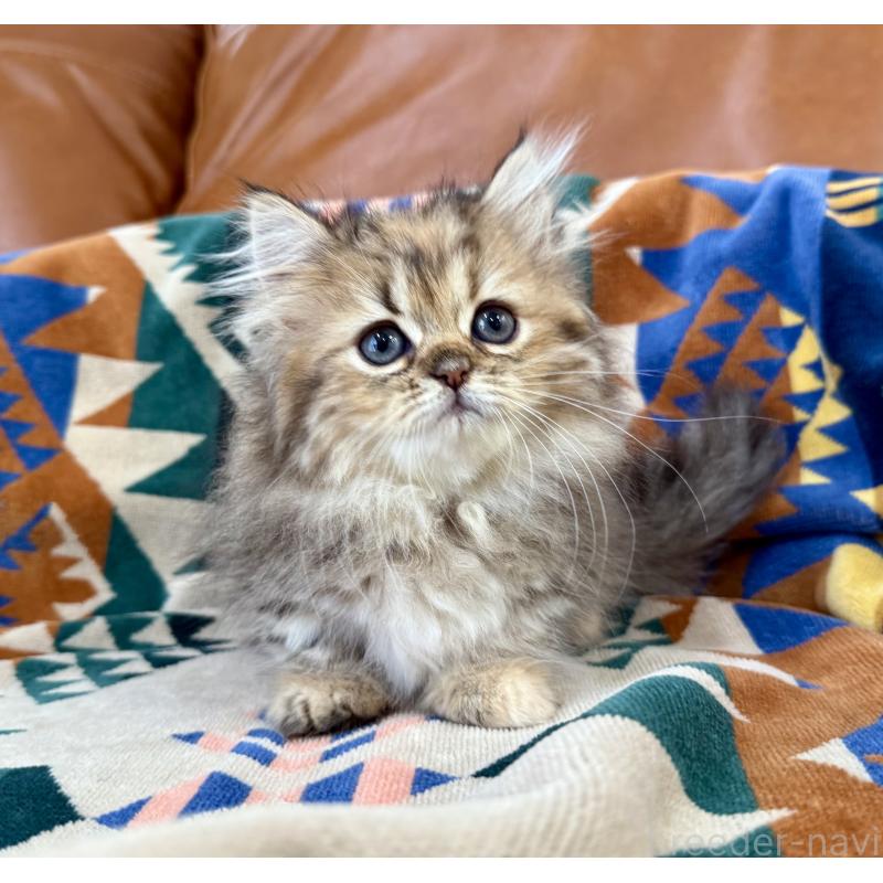 成約済の神奈川県のミヌエット-123912の4枚目