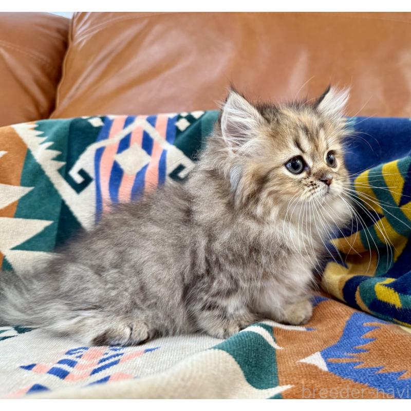 成約済の神奈川県のミヌエット-123912の3枚目