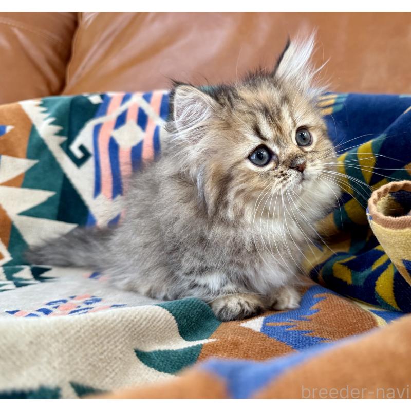 成約済の神奈川県のミヌエット-123912の2枚目