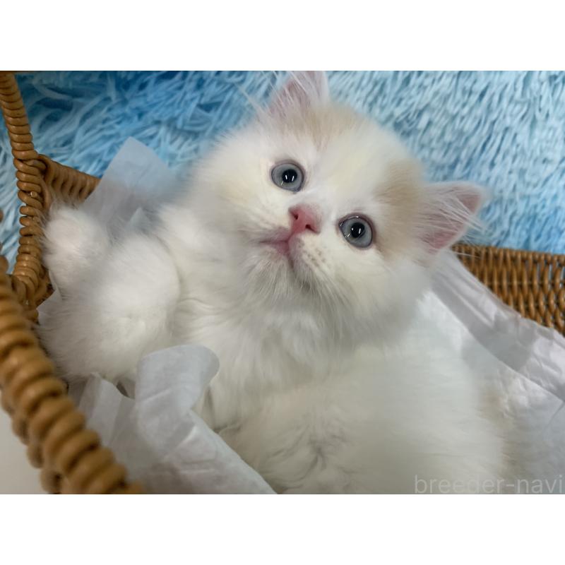 成約済の大阪府のスコティッシュフォールド-124081の2枚目