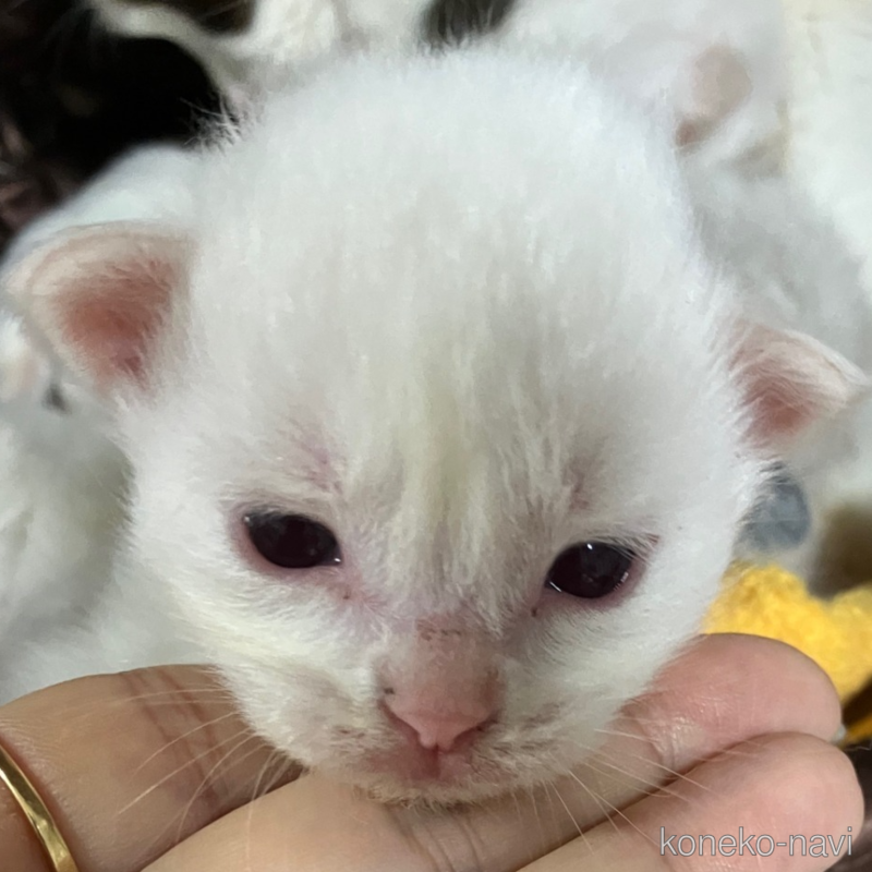 販売中の滋賀県のラグドール-126176