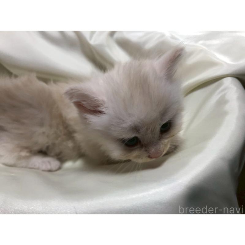 販売中の三重県のサイベリアン-126468の4枚目