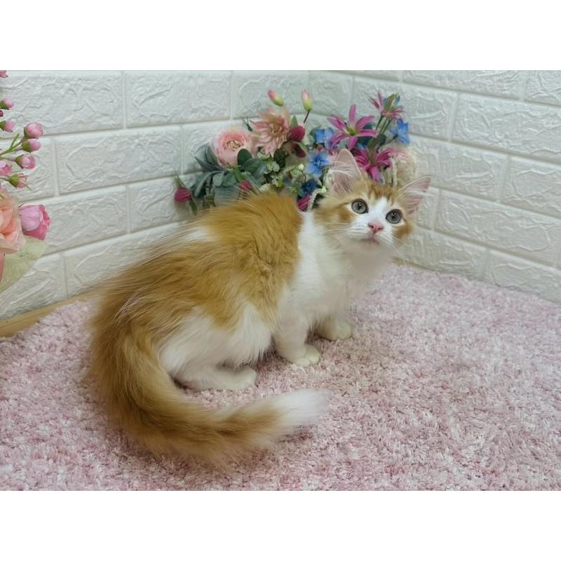 販売中の東京都のラガマフィン-126500の7枚目