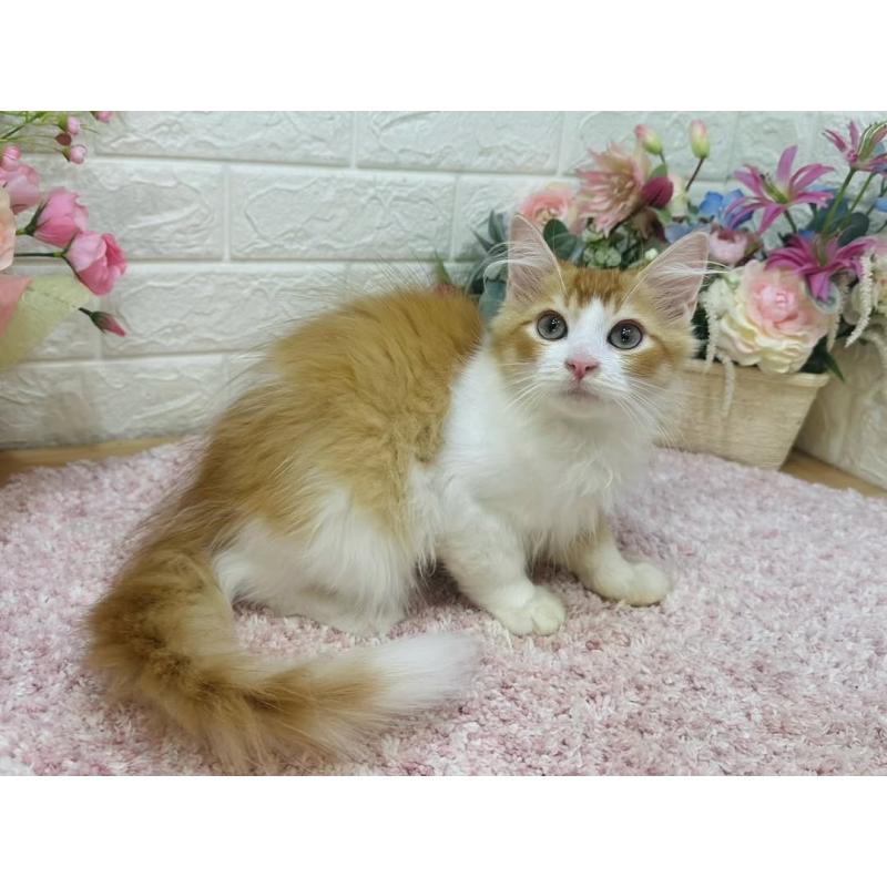 販売中の東京都のラガマフィン-126500の5枚目