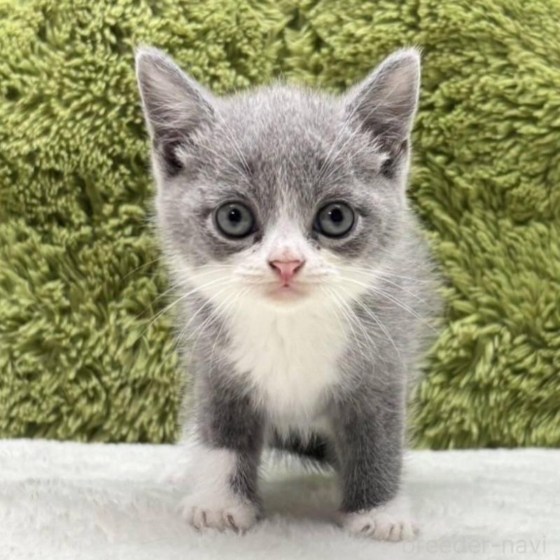 販売中の愛知県のブリティッシュショートヘア-126501の1枚目