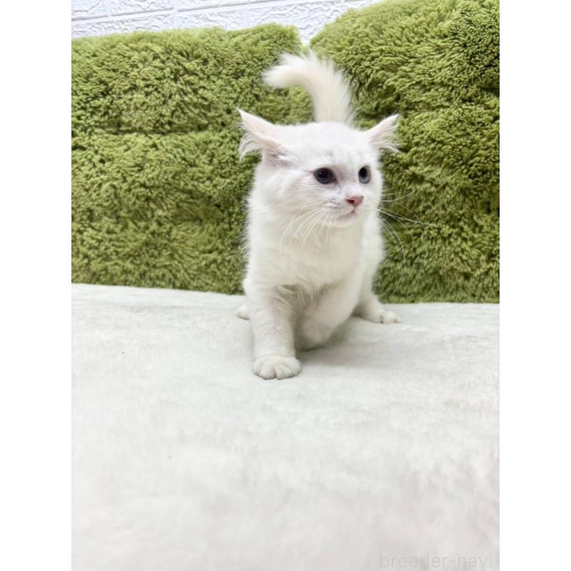 販売中の愛知県のサイベリアン-126504の2枚目