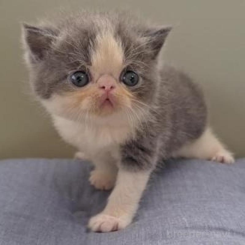 販売中の岐阜県のエキゾチックショートヘア-126515の5枚目