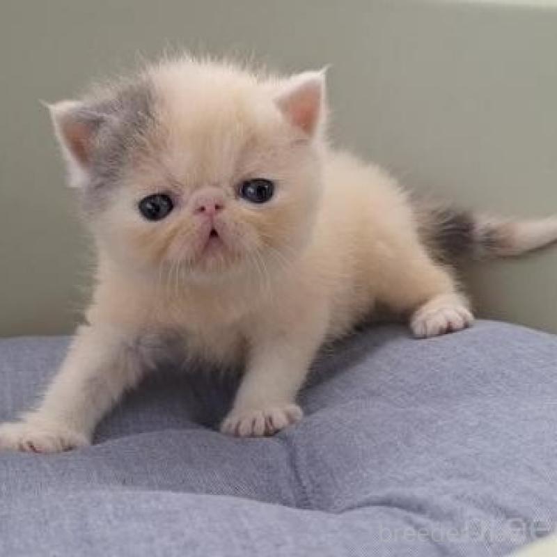 販売中の岐阜県のエキゾチックショートヘア-126519の4枚目