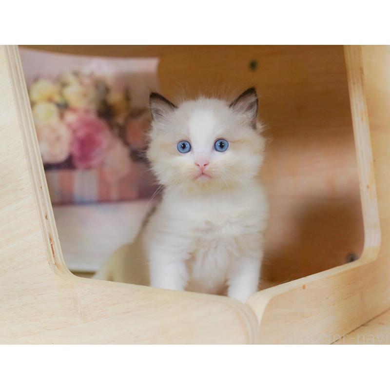 販売中の千葉県のラグドール-126784の8枚目