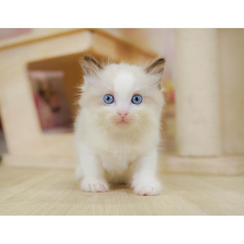 販売中の千葉県のラグドール-126784の4枚目