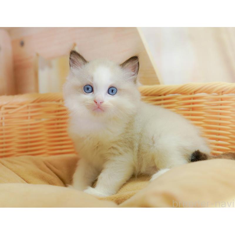 販売中の千葉県のラグドール-126784の3枚目