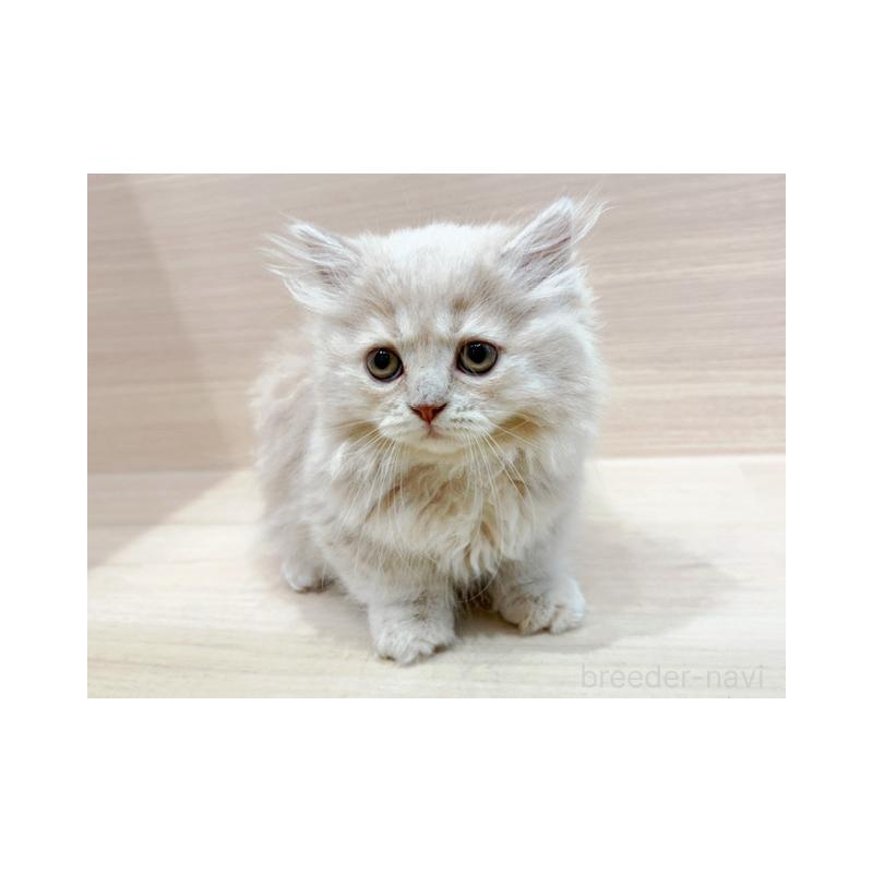 販売中の東京都のミヌエット(短足)-126534の3枚目