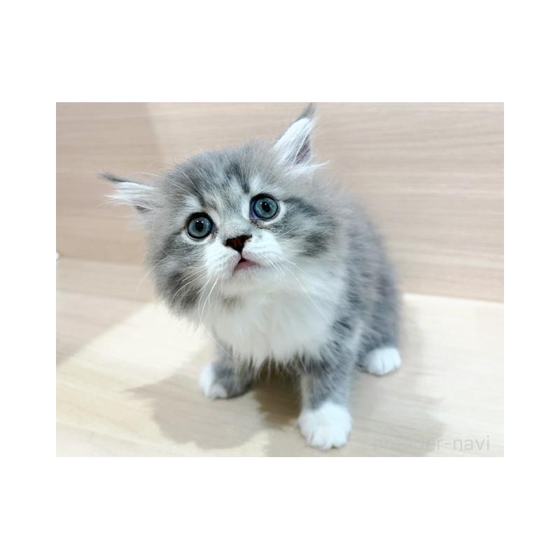 販売中の東京都のサイベリアン-126550の4枚目