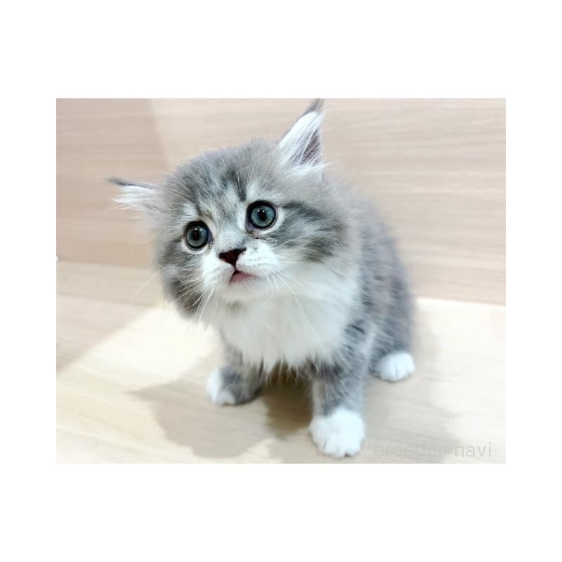 販売中の東京都のサイベリアン-126550の3枚目