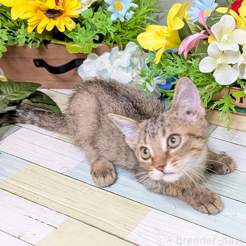 販売中の大阪府のマンチカン-126574の5枚目
