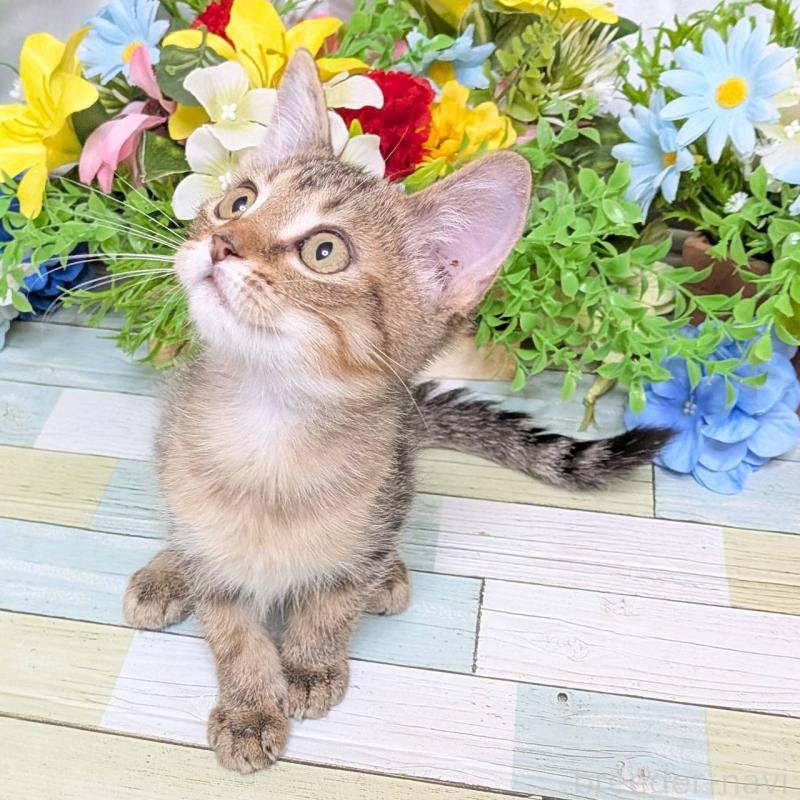 販売中の大阪府のマンチカン-126574の2枚目