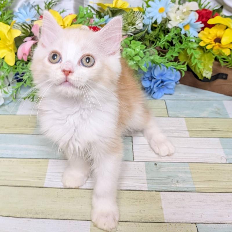 販売中の大阪府のミックス-126577の4枚目