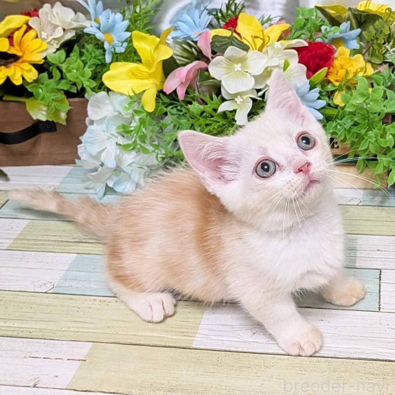 販売中の大阪府のミックス-126578の3枚目