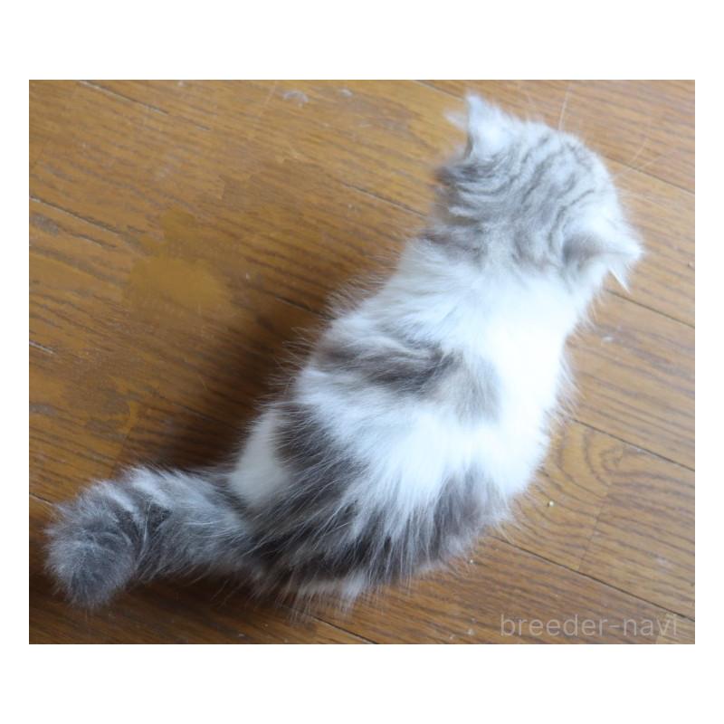 販売中の群馬県のミヌエット-126579の3枚目