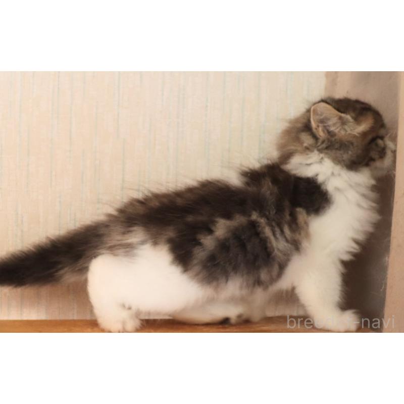 販売中の群馬県のミヌエット-126582の2枚目