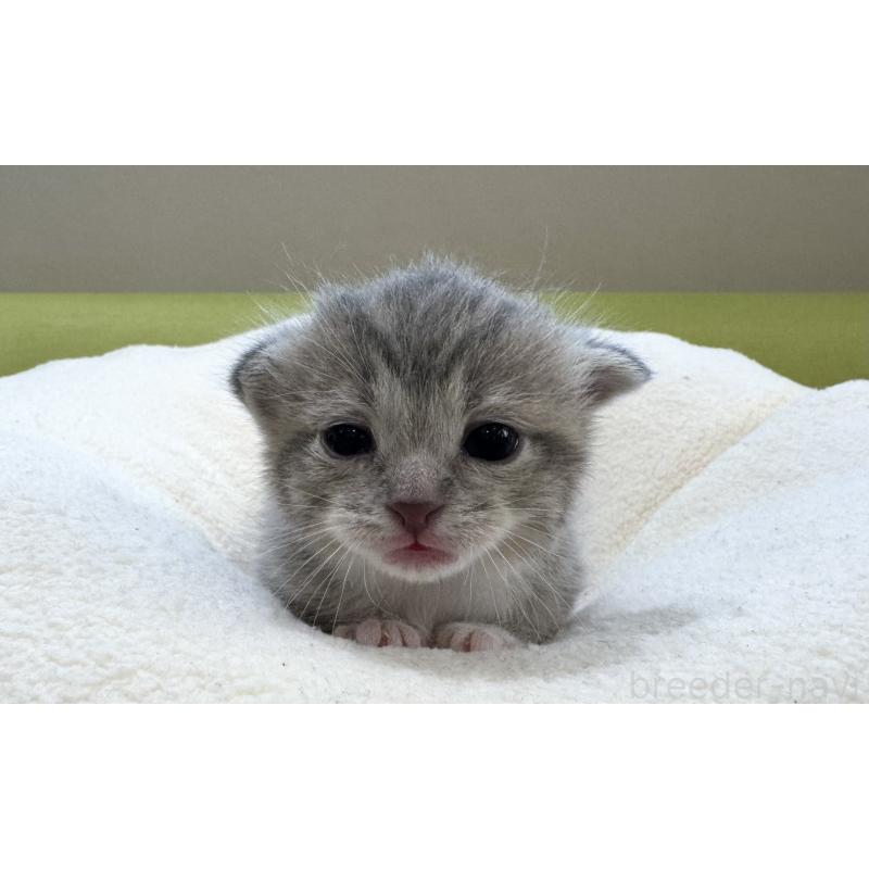 販売中の岐阜県のミヌエット-126588の2枚目
