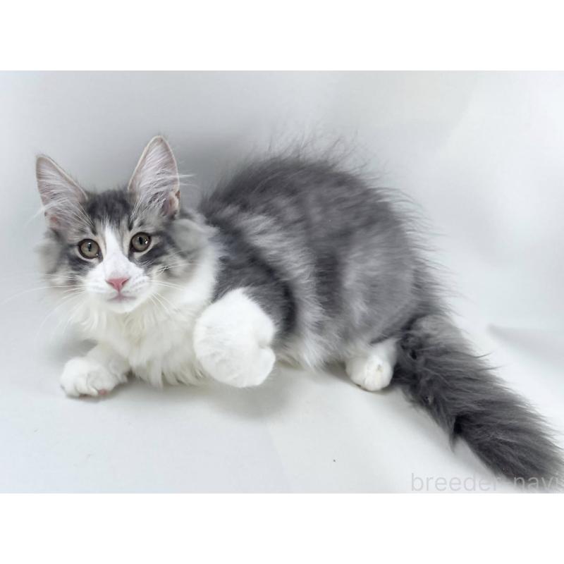 販売中の福岡県のノルウェージャンフォレストキャット-121848の6枚目
